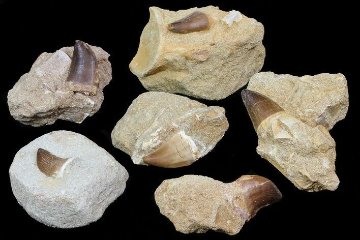 Lot: - Fossil Mosasaur Teeth In Rock - Pieces #77168